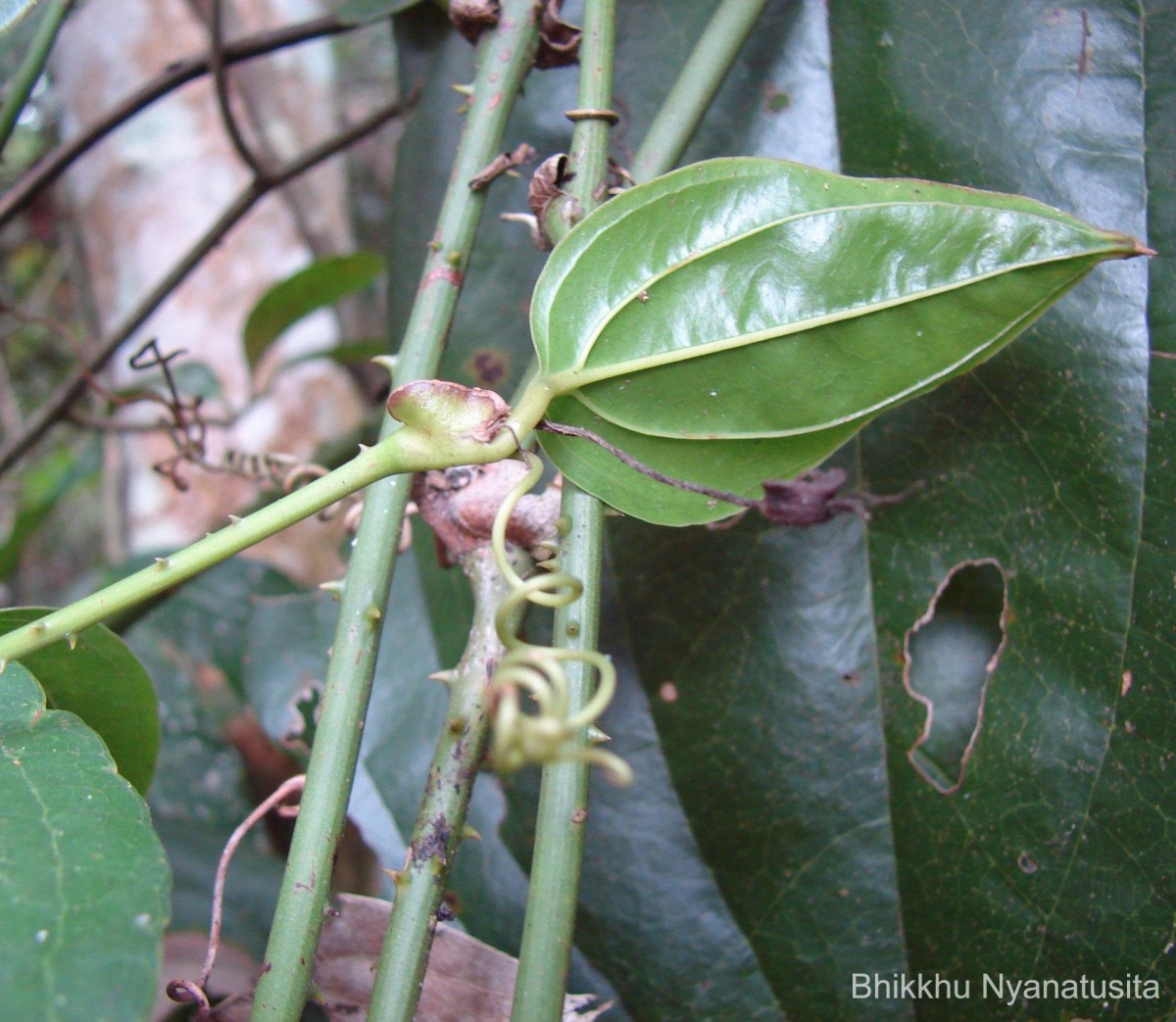 Smilax perfoliata Lour.